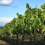 Winery Tours - Yarra Valley, Mornington Peninsula, Bellarine Peninsula and Macedon Ranges